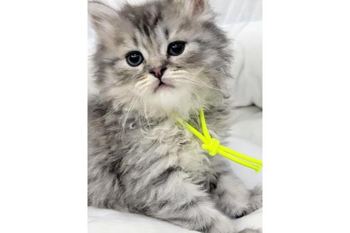 成約済の埼玉県のサイベリアン-19718の4枚目